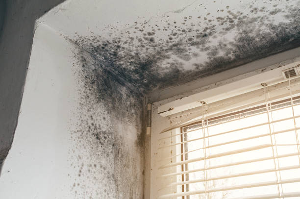 Affordable Mold Removal solutions in Gladstone, NJ